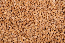 Load image into Gallery viewer, Hot & Cold Therapy Neck & Shoulder Wrap - Wheat Grain Filler - Red & Orange